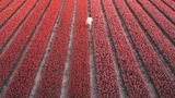 У Нідерландах водночас зацвіли 7 мільйонів тюльпанів: неймовірне видовище