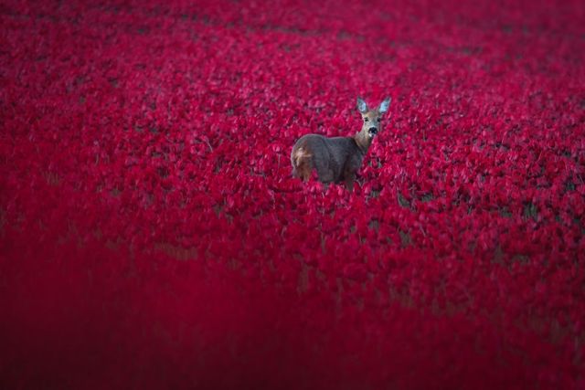 Чарівні фото тюльпанів, які змусять відвідати Нідерланди - фото 245493