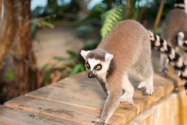 Фотограф зняв на камеру зоопарк у Будапешті - фото 244731
