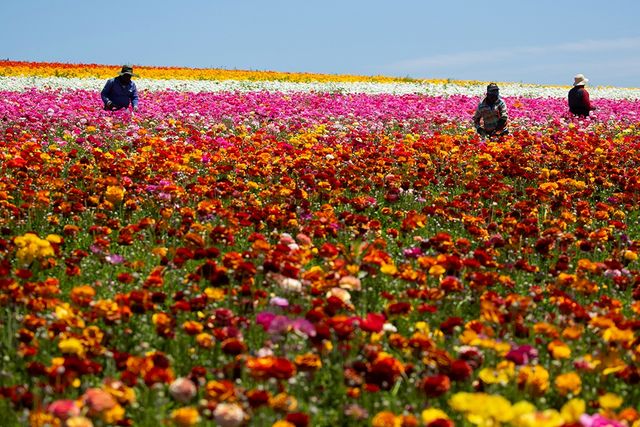 Квіткові поля в курортному містечку у Каліфорнії - фото 244803