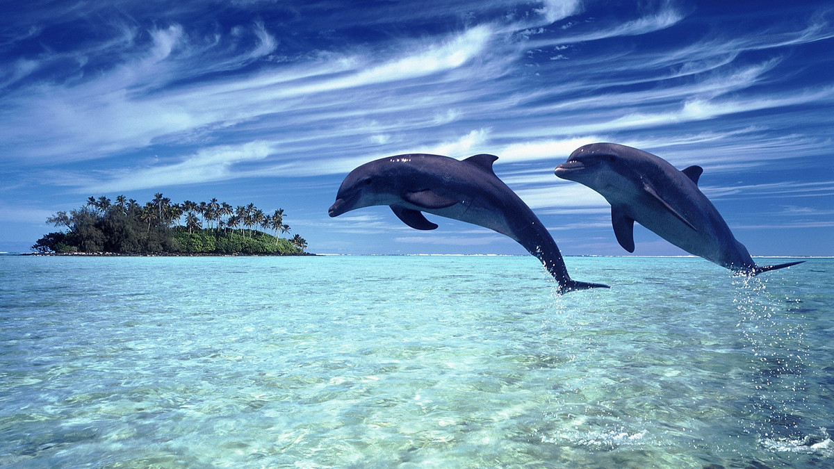 Біологи виміряли рівень щастя дельфінів, і ось що виявили - фото 1