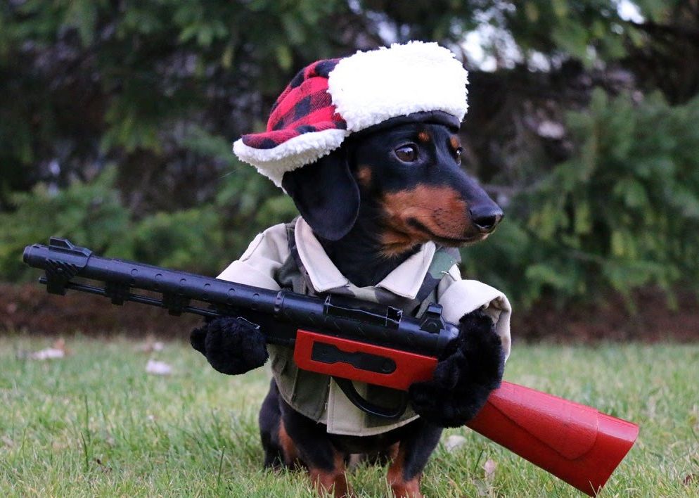 Курйозний випадок: у США собака підстрелив свого господаря