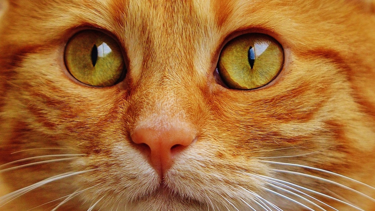 Зляканий кіт став зіркою мережі: кумедне відео - фото 1