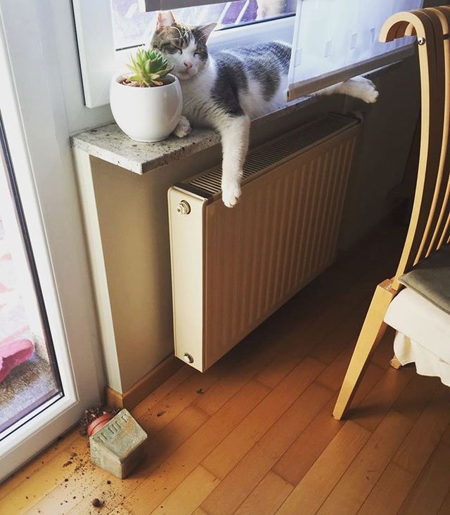 Коти-пустуни, від яких важко втримати сміх - фото 250621