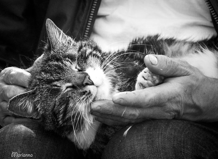 Задоволені коти, які вміють показувати емоції: чарівні фото - фото 1