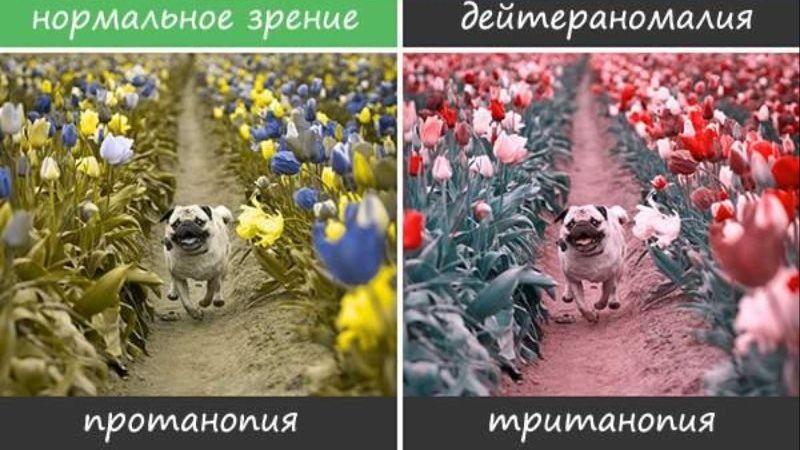 Світ очима людей, які страждають від дальтонізму