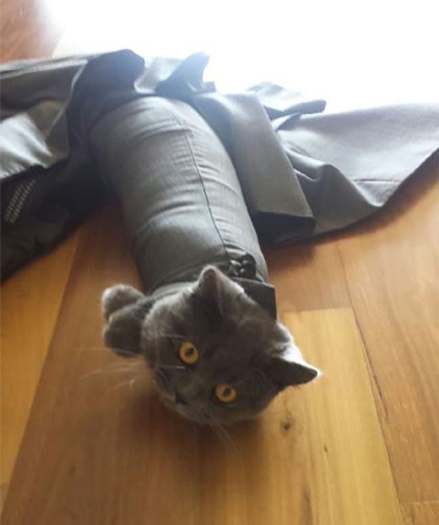 Цей незручний момент, коли кіт поводиться, як кретин - фото 245113