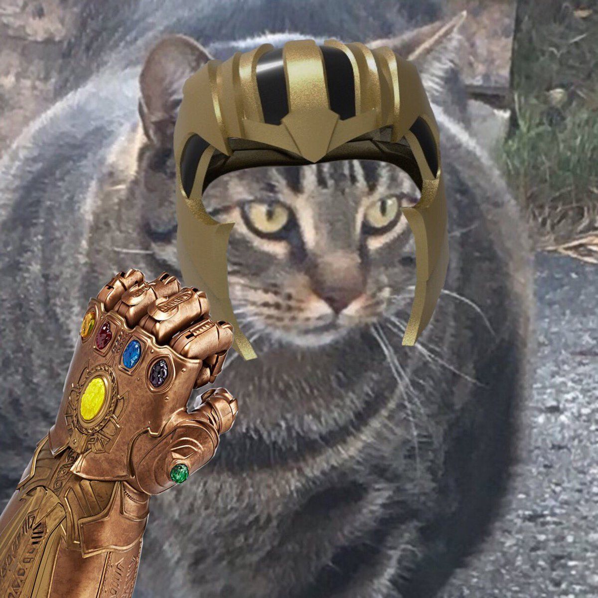 Незвичайно м'язистого кота перетворили на мем