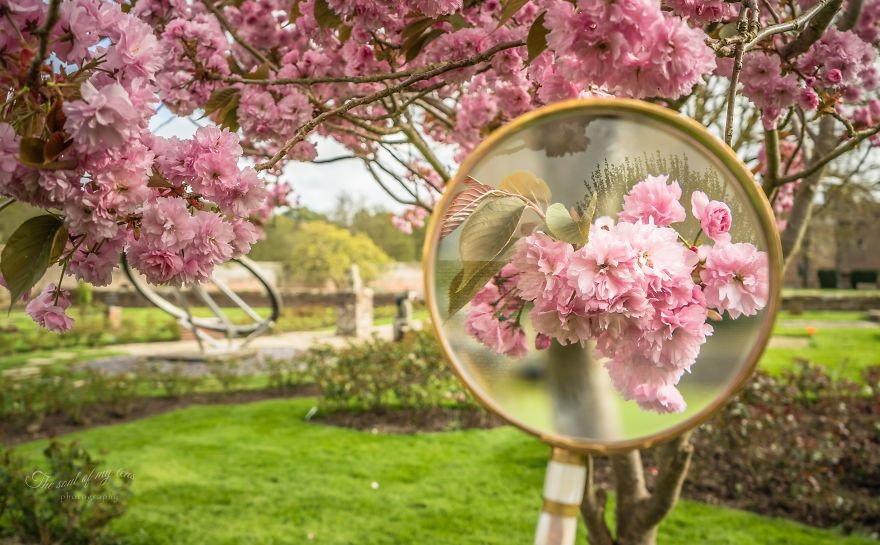 Фотограф показав справжню красу весни через збільшувальне скло
