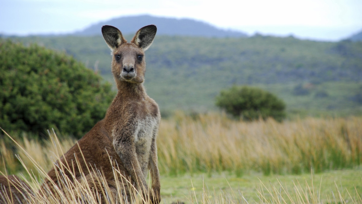 В Австралії туристи стають жертвами кенгуру, і ось чому - фото 1