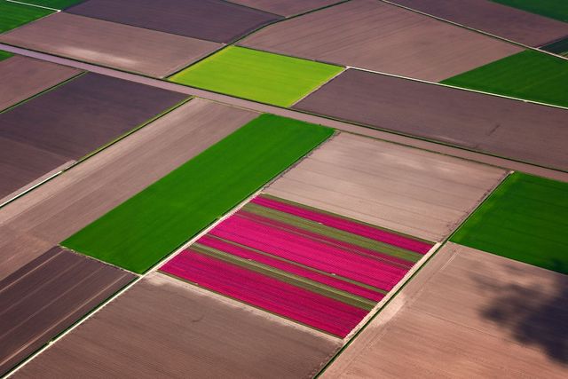 Чарівні фото тюльпанів, які змусять відвідати Нідерланди - фото 245494