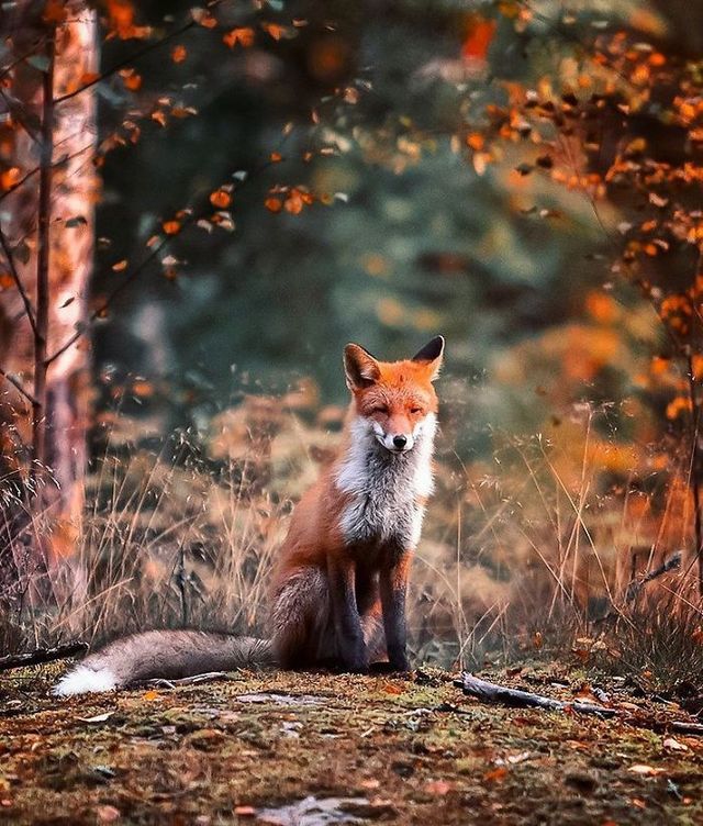 Фотограф робить казкові знімки лисиць, від яких важко відвести погляд - фото 245520