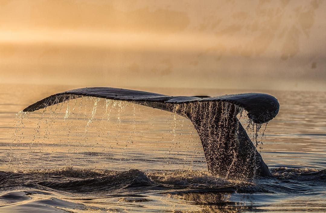 У National Geographic показали самотнього кита на заході сонця