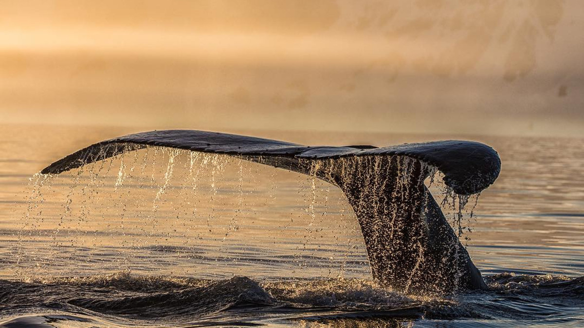 У National Geographic показали самотнього кита на заході сонця - фото 1