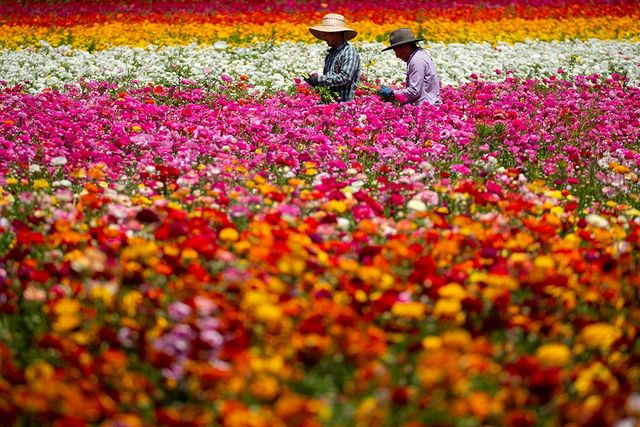 Квіткові поля в курортному містечку у Каліфорнії - фото 244805