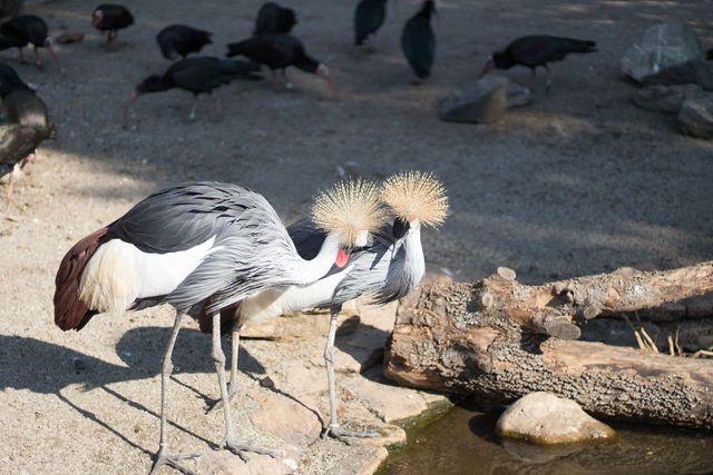 Фотограф зняв на камеру зоопарк у Будапешті - фото 244735