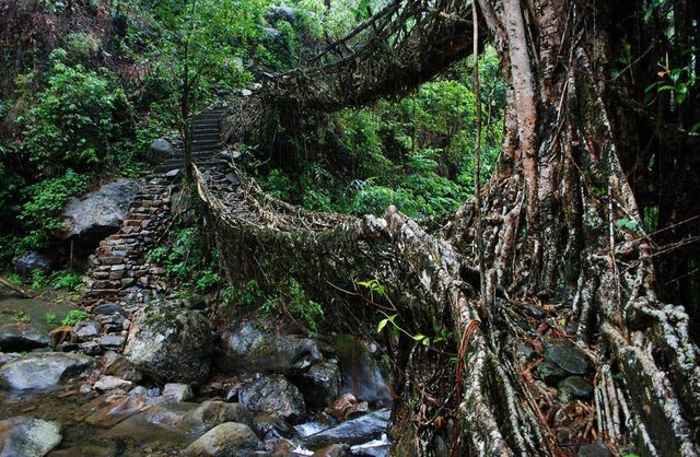 Унікальні мости Індії, сплетені з живих дерев- фото 249882