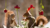 Фотограф влаштував королівське весілля диким білкам: кумедні кадри