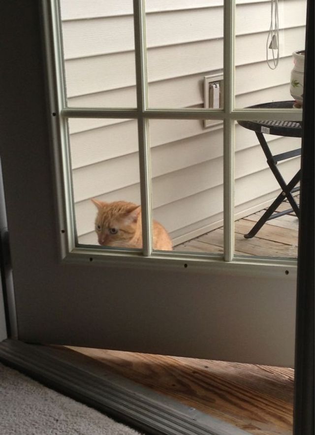 Цей незручний момент, коли кіт поводиться, як кретин - фото 245108