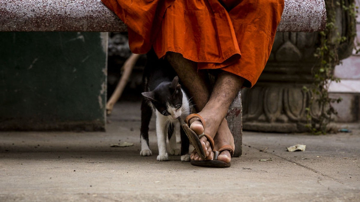 Коти та собаки у Камбоджі: незвичайні кадри - фото 1