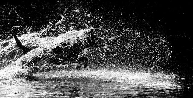 Цей лабрадор обожнює гратися у річці - фото 244757