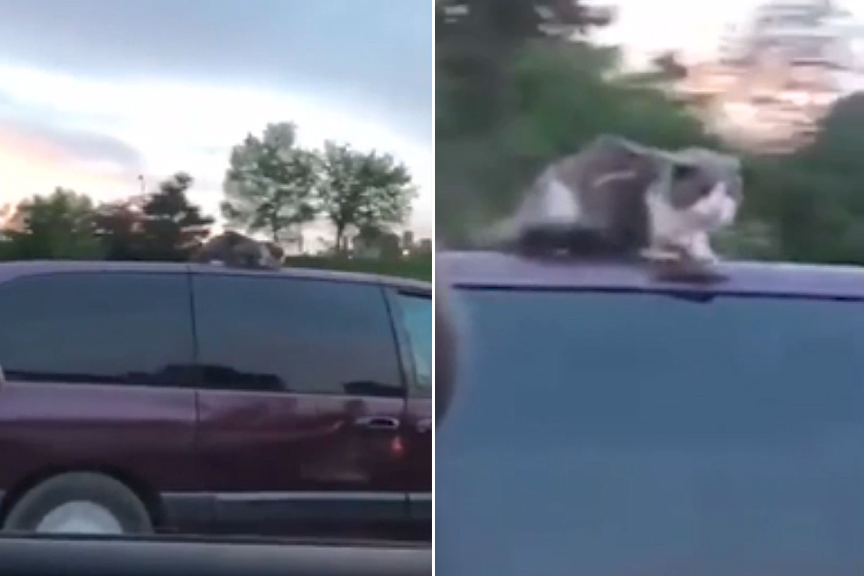 Екстремальна кішка на даху авто стала зіркою мережі