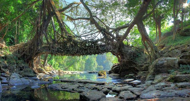 Унікальні мости Індії, сплетені з живих дерев- фото 249877