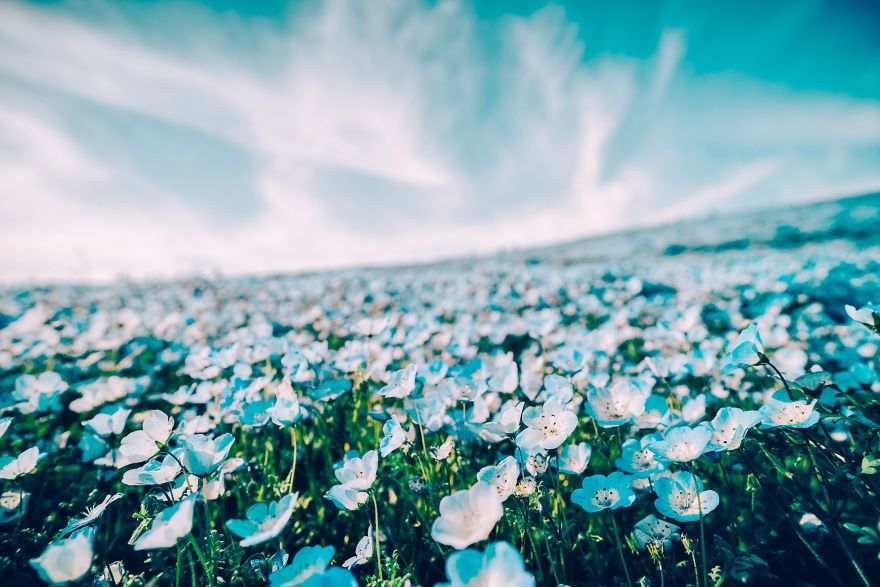 Фотограф показав неймовірний "синій" парк в Японії: ефектні кадри - фото 1