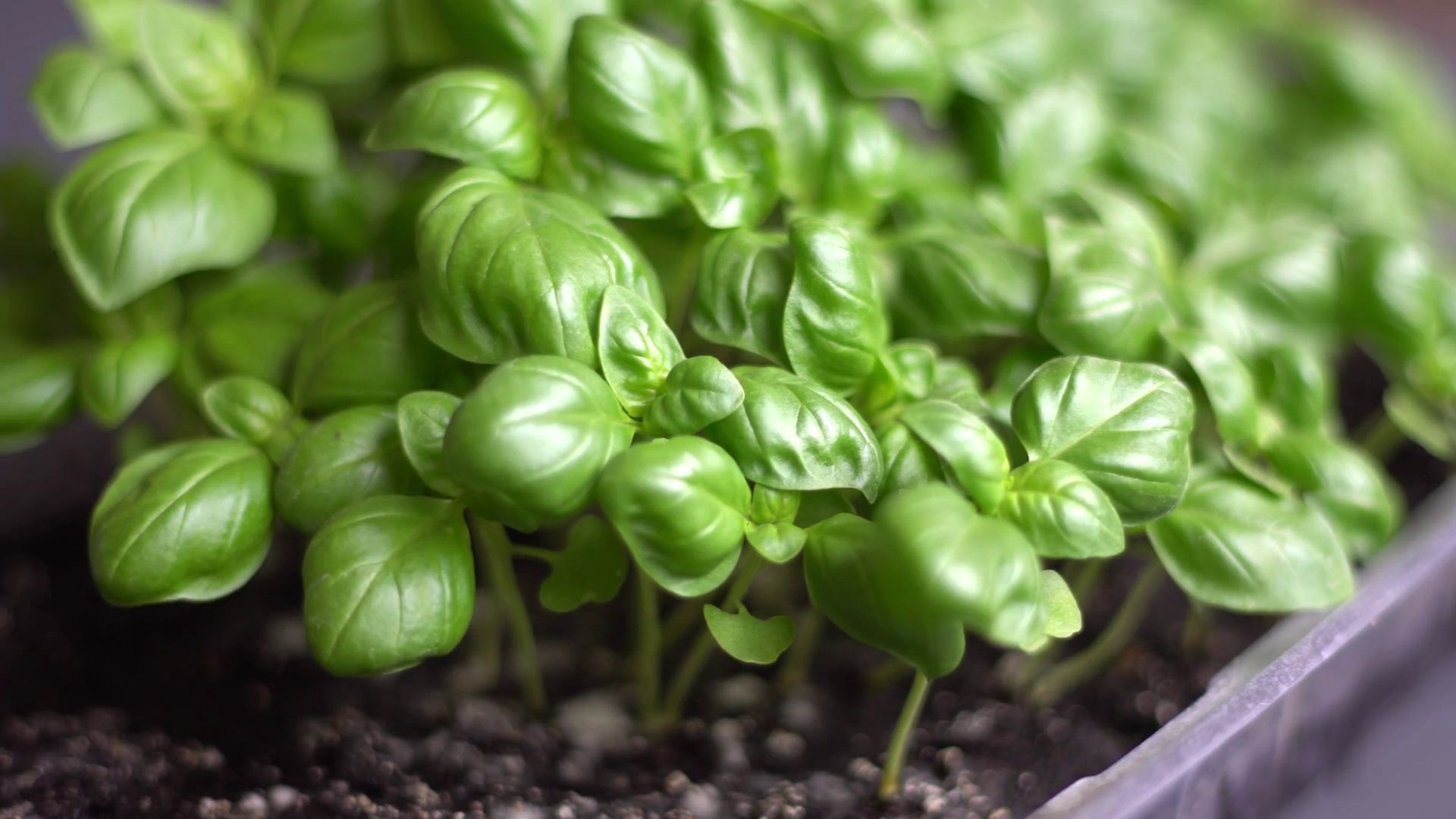 Вагомі причини додати до свого раціону базилік