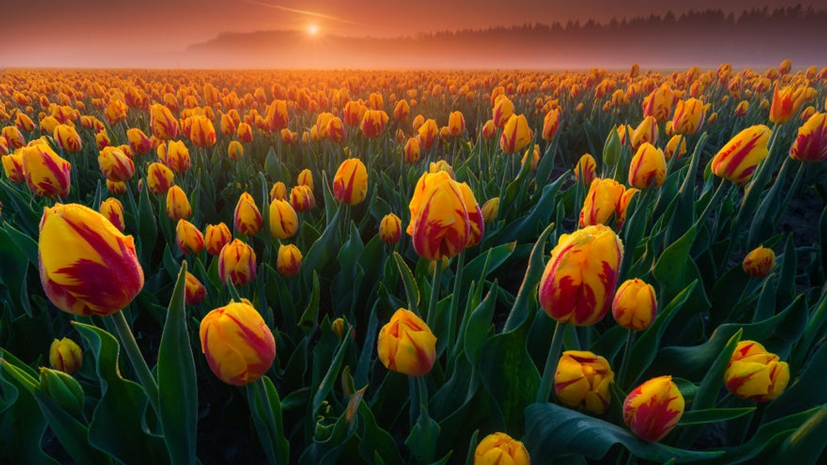 Чарівні фото тюльпанів, які змусять відвідати Нідерланди - фото 1