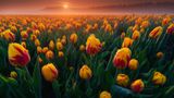 Чарівні фото тюльпанів, які змусять відвідати Нідерланди