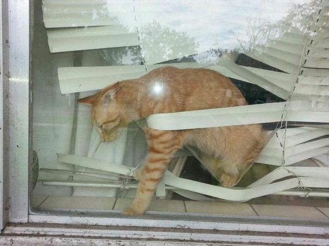 Коти-пустуни, від яких важко втримати сміх - фото 250616