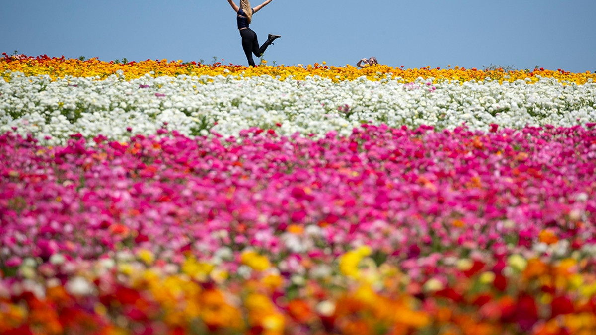 Квіткові поля в курортному містечку у Каліфорнії: неймовірні фото - фото 1