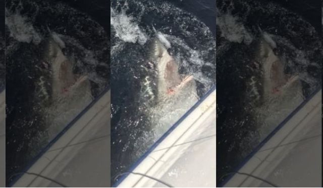 Рибалка показав моторошну сутичку зі стокілограмовою акулою- фото 248997