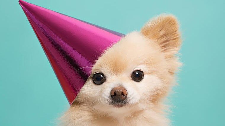 Доля цуценяти повністю залежить від господаря - фото 1