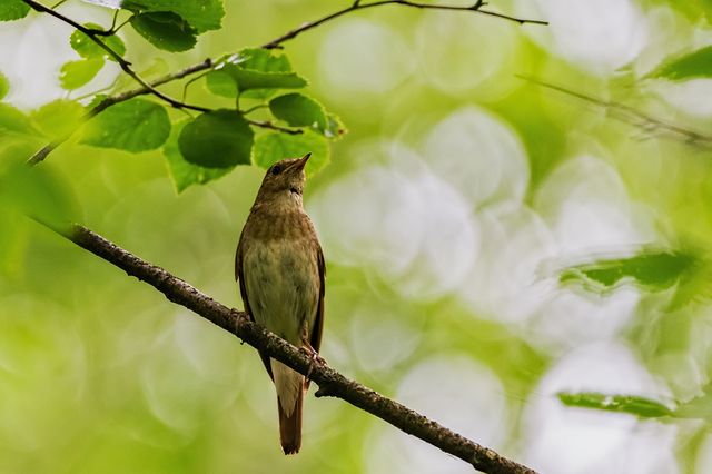 Солов'ї на Вознесіння вітають літо - фото 247686
