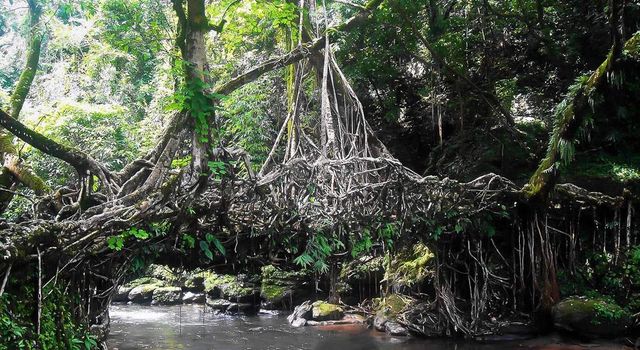 Унікальні мости Індії, сплетені з живих дерев- фото 249889