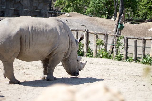 Фотограф зняв на камеру зоопарк у Будапешті - фото 244728