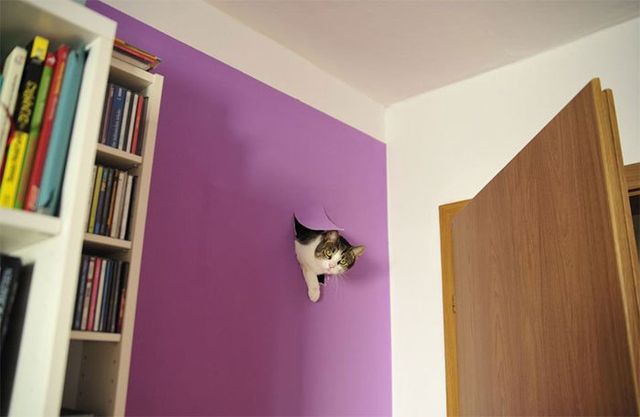 Коти-пустуни, від яких важко втримати сміх - фото 250614