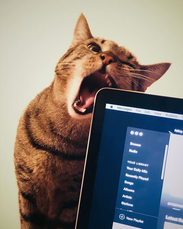 Коти-пустуни, від яких важко втримати сміх