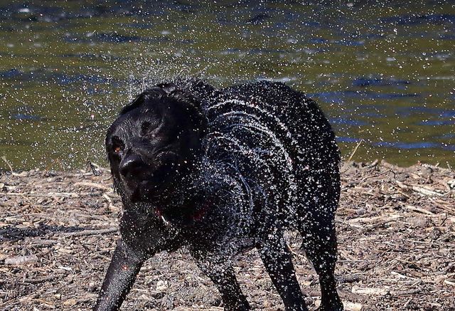 Цей лабрадор обожнює гратися у річці - фото 244761