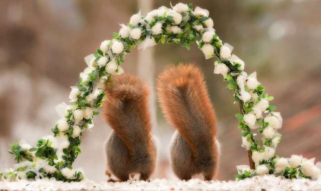 Фотограф влаштував королівське весілля диким білкам - фото 247366