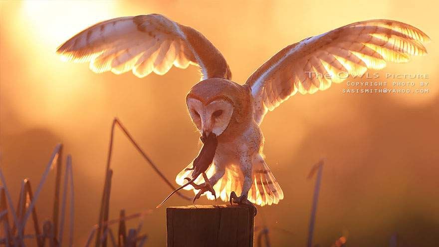 Фотограф вирішив показати різні грані цих лютих мисливиць - фото 1