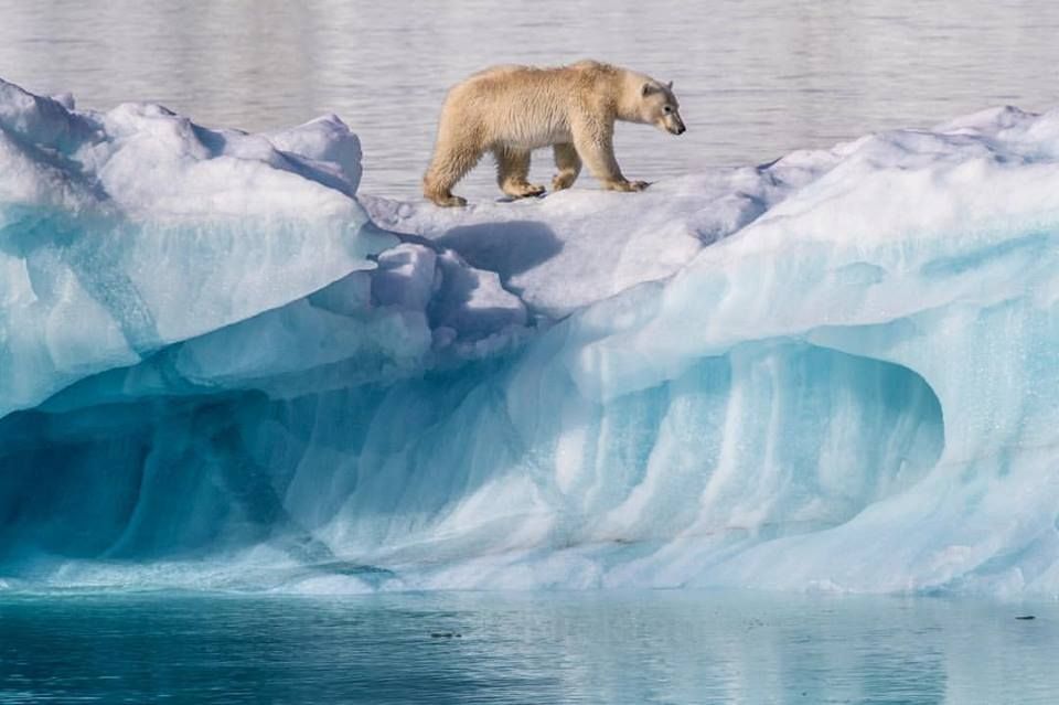 У National Geographic опублікували тривожне фото білого ведмедя