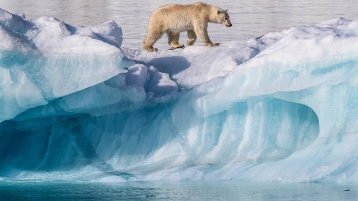 У National Geographic опублікували тривожне фото білого ведмедя - фото 1