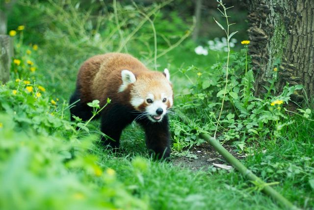 Фотограф зняв на камеру зоопарк у Будапешті - фото 244737