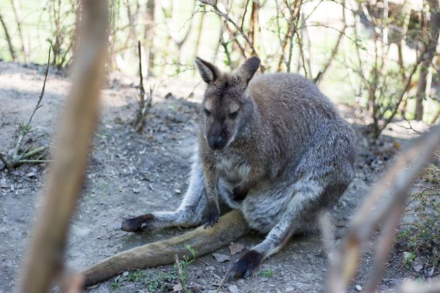 Фотограф зняв на камеру зоопарк у Будапешті - фото 244736