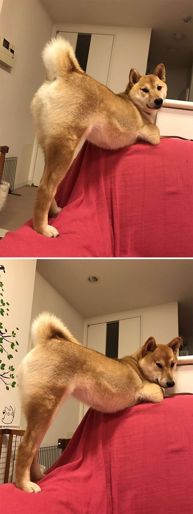 Ці собаки породи Шіба-іну зроблять ваш день - фото 245946