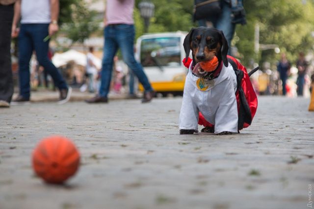 В Одесі пройшов марш вишиванок: яскраві фото - фото 248730