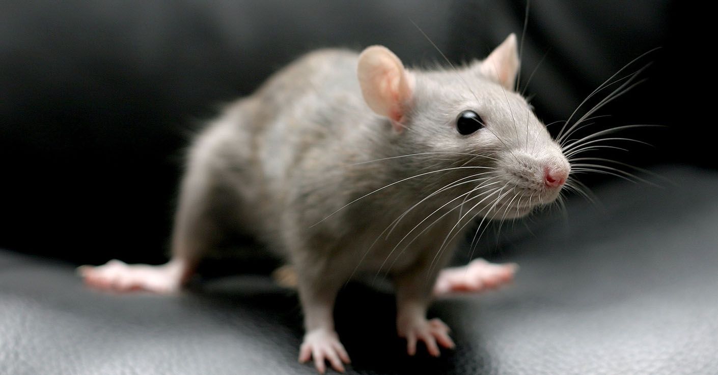 Учені знайшли "вимикач" страху в гризунів
